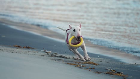 Weißer-Bullterrier-Jagt-Und-Fängt-Einen-Gelben-Reifen