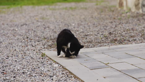 Black-and-white-stray-cat-licking-its-fur-on-gravel-path-pavement