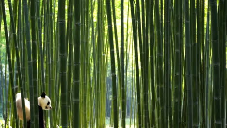 pandas in a bamboo forest