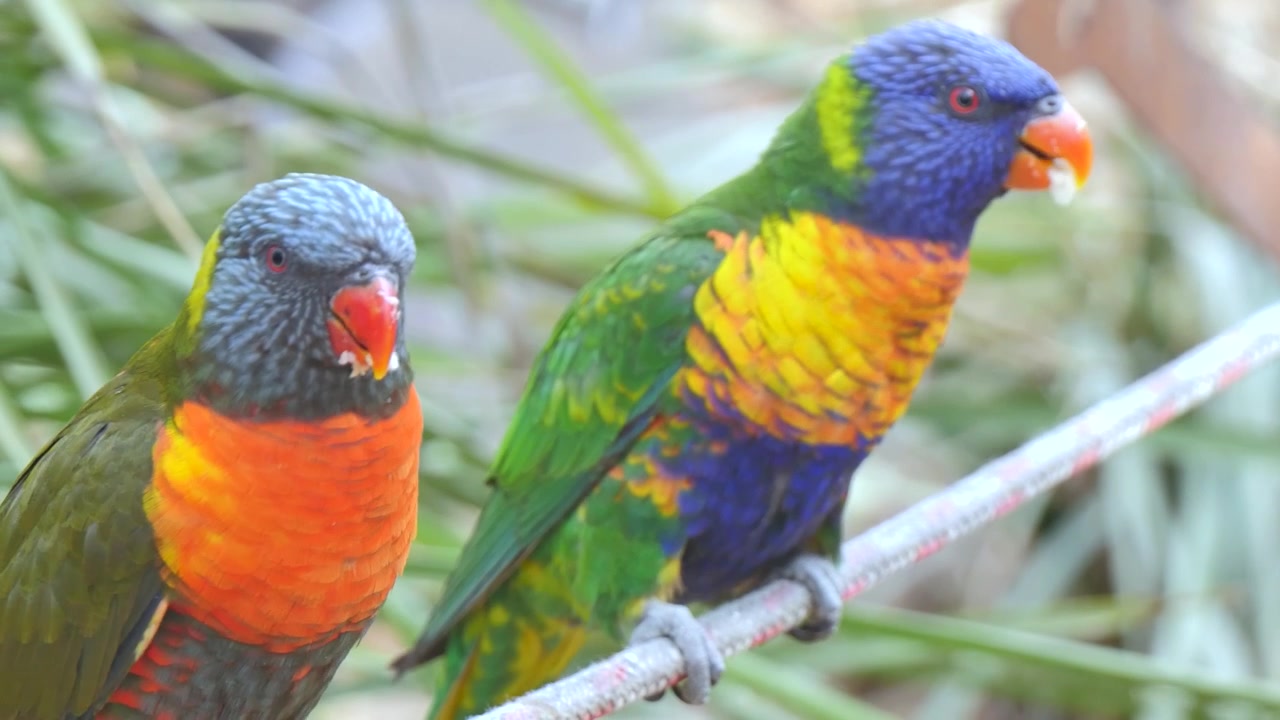 Uccelli arcobaleno che mangiano su una corda