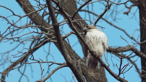 Red-tailed-hawk-surveys-its-surroundings-from-a-branch-in-slow-motion