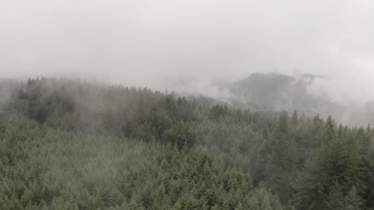 안개가 가득한 산 숲