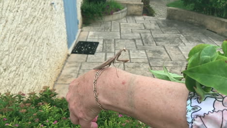 a praying mantis walking around on a woman her arm and hand