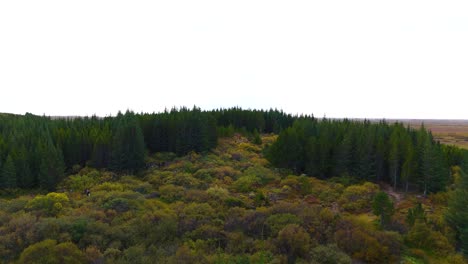 Luftaufnahme-über-Einem-Mit-Kiefernwald-Bedeckten-Hügel-Inmitten-Einer-Graslandlandschaft-In-Island