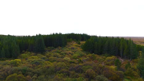 vista aérea sobre una colina cubierta de bosque de pinos en medio de un paisaje de pastizales en islandia