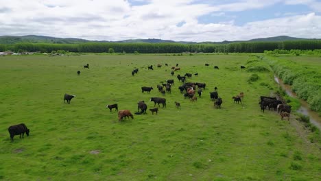 Panoramic-View-Of-Flock-Of-Black-Cattle-At-The-Green-Meadow-Of-A-Farm-In-Oregon