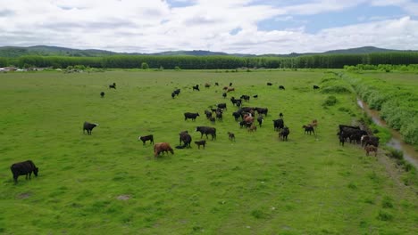 panoramic view of flock of black cattle at the green meadow of a farm in oregon