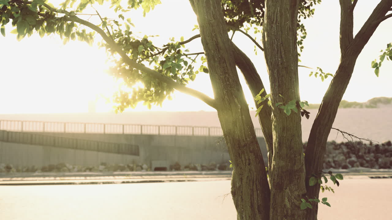Sunlight filters through leaves near a tranquil riverbank at golden hour