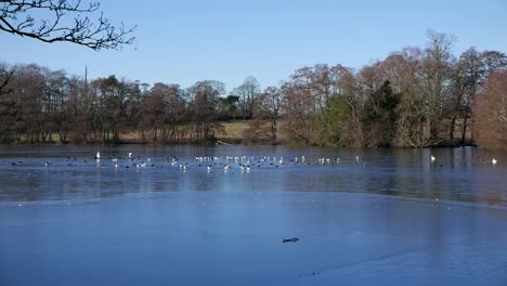 Aves-Acuáticas-Y-Gaviotas-Posadas-Sobre-Un-Lago-Cubierto-De-Hielo.