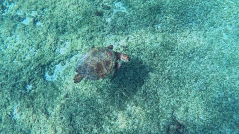 above view of green sea turtle swimming under the tropical blue sea