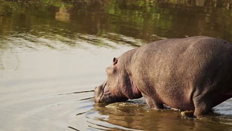 toma en cámara lenta de un hipopótamo caminando lentamente hacia el río mara para refrescarse en la tarde caliente, vida silvestre africana en la reserva nacional de maasai mara, kenia, áfrica animales de safari en masai mara