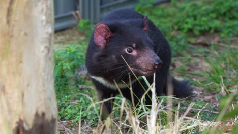 A-Tasmanian-devil-sitting-on-the-forest-ground,-wondering-around-the-surrounding-environment,-another-one-running-across-the-scene-at-the-back,-close-up-shot