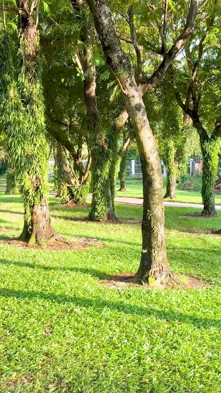 árboles y un sendero en un tranquilo parque