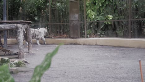 un tigre blanco camina por su jaula