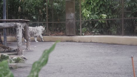 a white tiger walks around in his cage