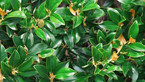 green branches and leaves of bushes moving on wind in summer garden.