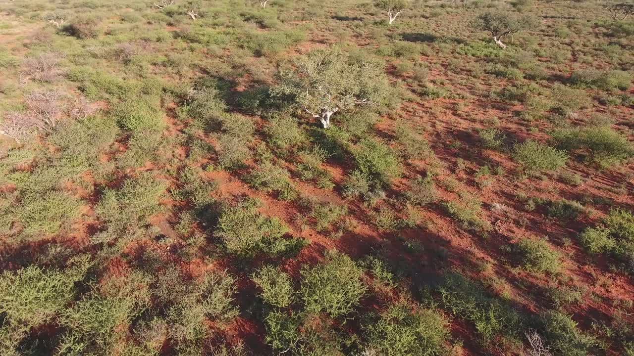 vista aérea de una árida sabana africana en la región de kalahari del cabo norte, sudáfrica
