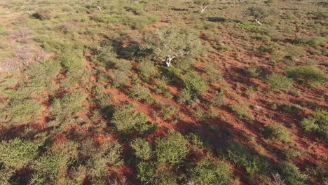 Aerial-view-of-an-arid-African-savannah-in-the-Kalahari-region-of-the-Northern-Cape,-South-Africa