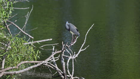 Tricolored-heron-standing-on-a-twig-in-the-water,-Florida,-USA