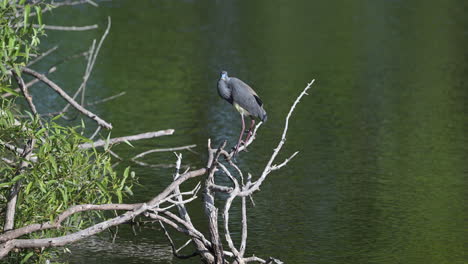 Garza-Tricolor-De-Pie-Sobre-Una-Ramita-En-El-Agua,-Florida,-EE.UU.