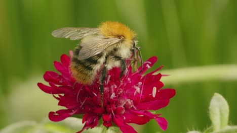 macro close up of bee collecting pollen on red pink flower during pollination time