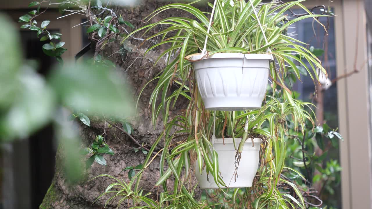 Hanging Spider Plants in White Pots