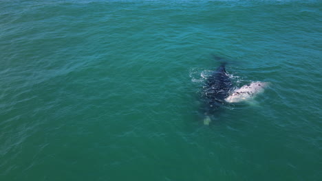 Becerro-Atigrado-Con-Madre-Derecha-Del-Sur-Flotando-En-Oleaje,-Hermanus