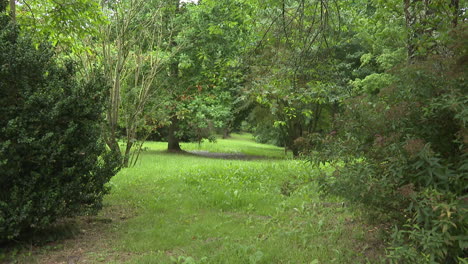 green lush park path