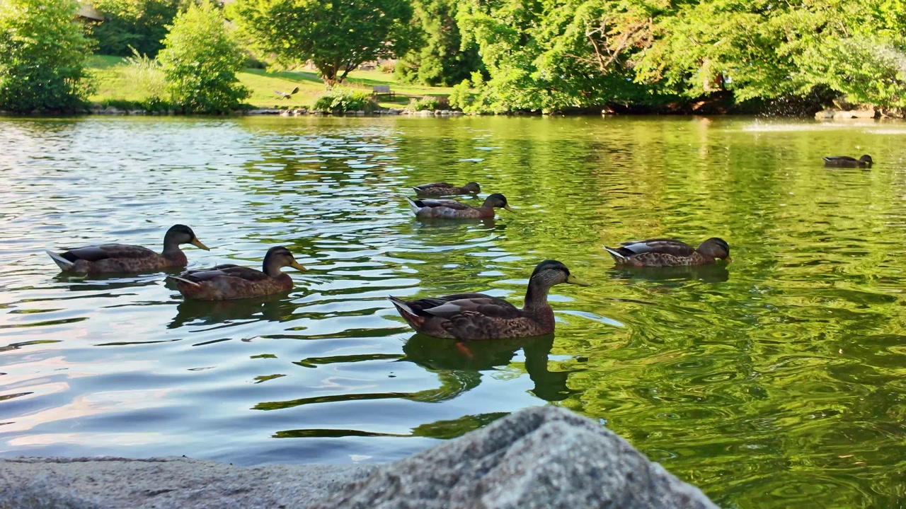 Fixed shot of ducks swimming in pond with fountain in background and rock in foreground