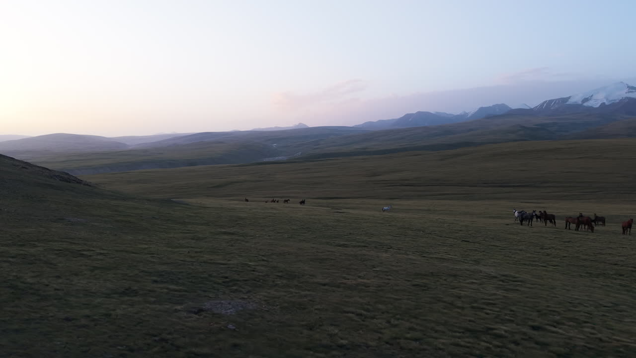 Group Of Horses Grazing in A Wild Plateau Landscape In Kyrgyzstan - Aerial Drone Shot