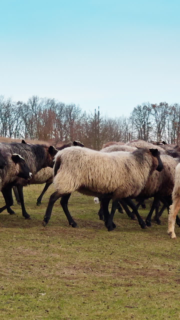 A big herd of white and brown sheep walking by the field. Autumn countryside at backdrop. Vertical video