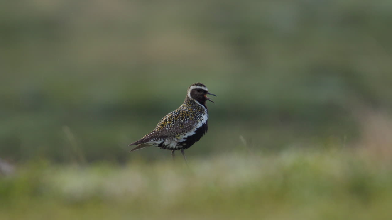 Solitary European Golden Plover Pluvialis apricaria in tundra Dovrefjell Norway