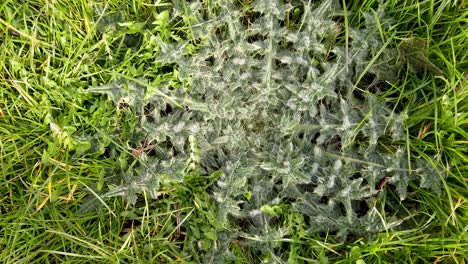 dwarf thistle flattened perennial with a characteristic of a rosette, growing on calcareous soils in flattened grass