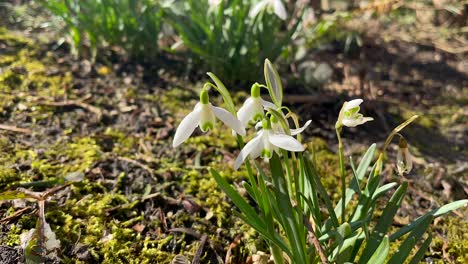 Bee-in-white-lily-flower-collecting-pollen-and-nectar-during-sunny-day-in-spring