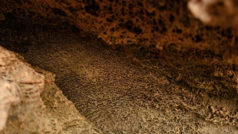 primer plano de las rocas y periwinkles en la costa