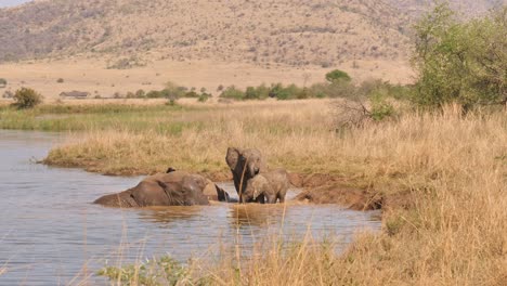 elephants bathing in a river