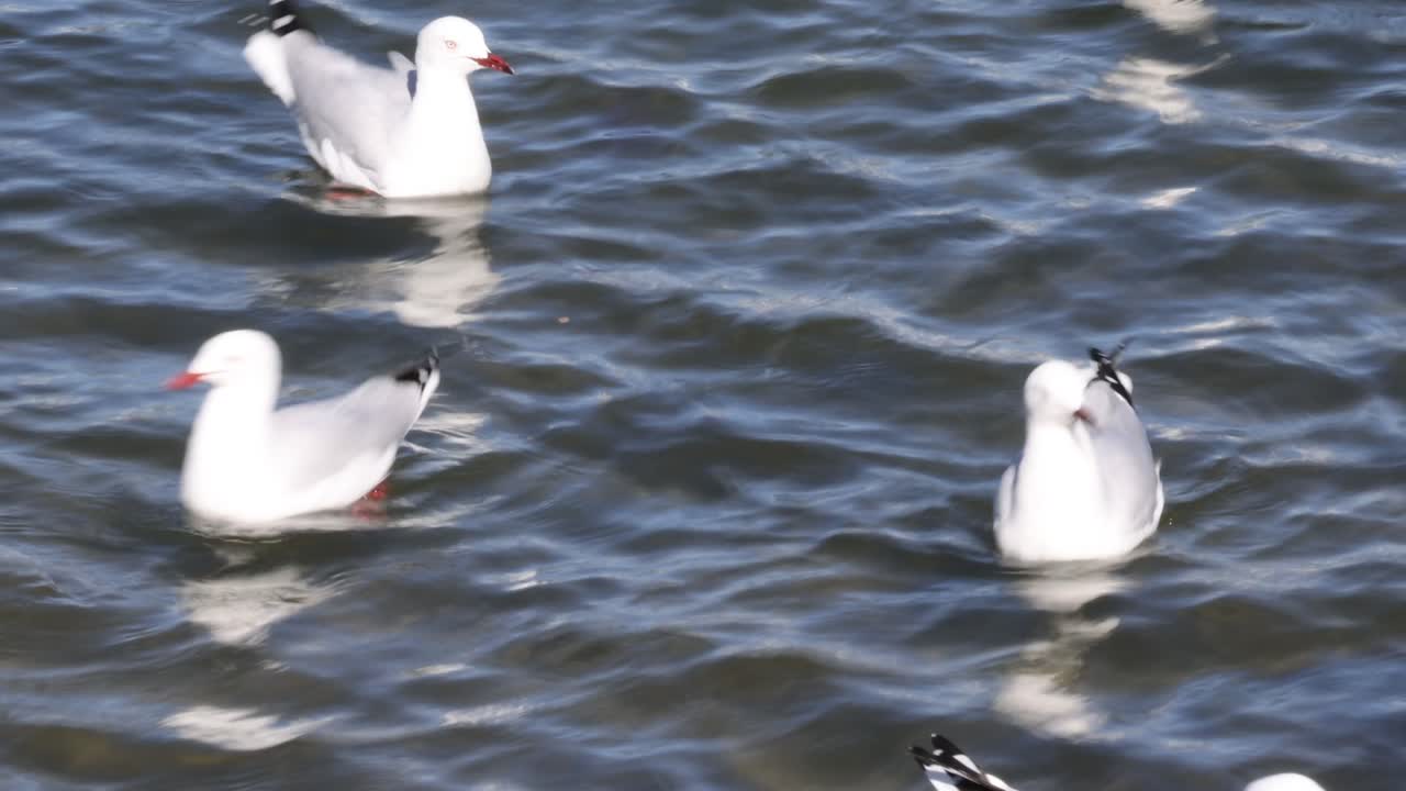 바다표범이 물 위에서 상호 작용하고 떠다니고 있습니다.