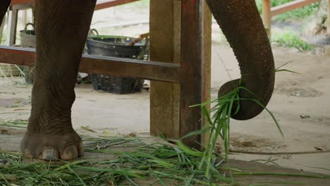 elefante encadenado comiendo con su trompa
