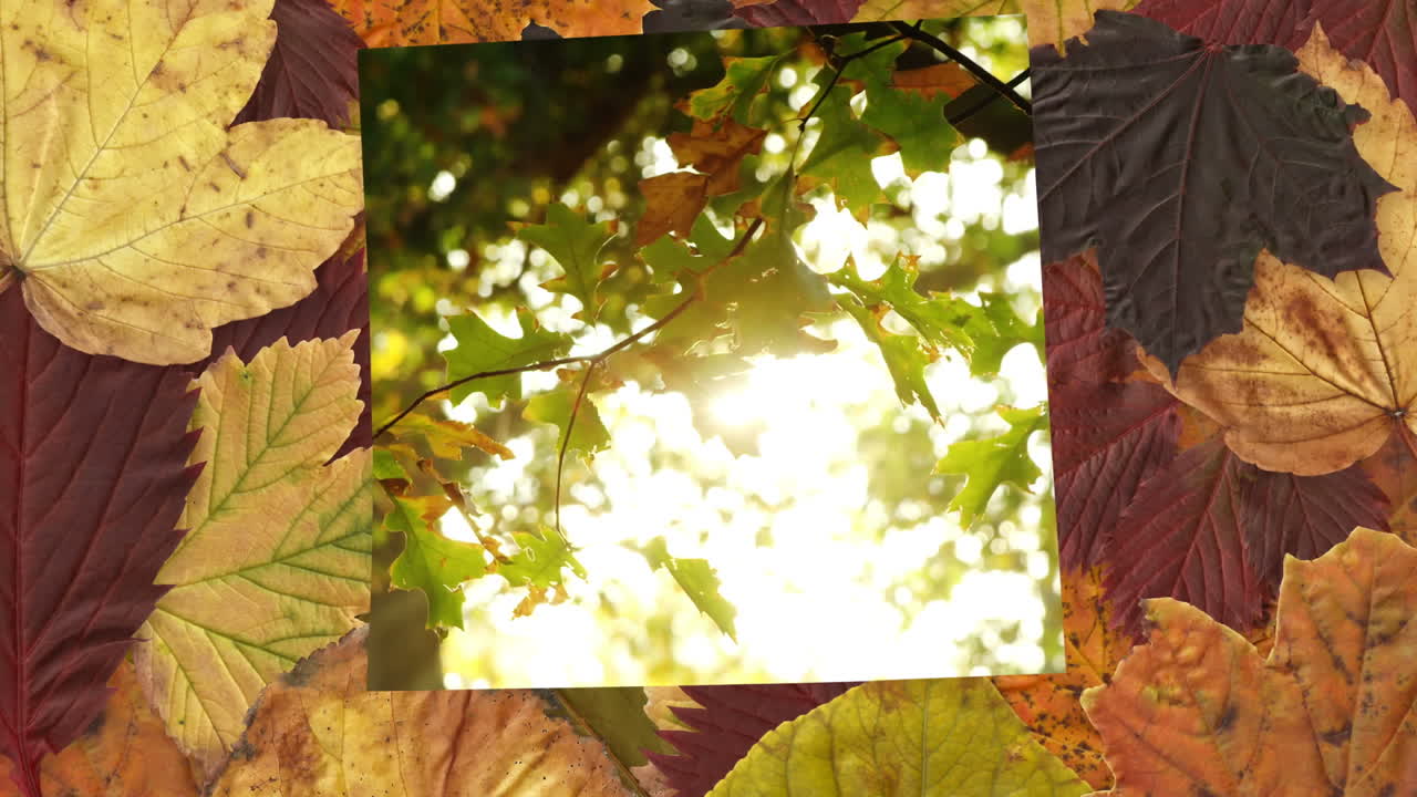 4k 테이블에 가을 나무와 메이플 잎