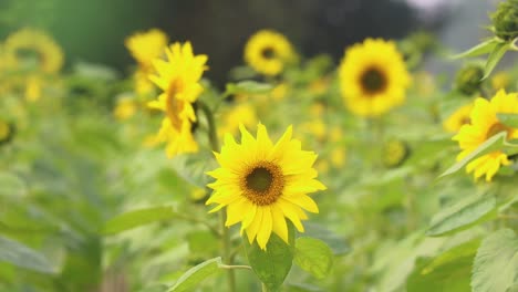 a close-up shot captures a sunflower in a vast sunflower field, cultivated for oil production