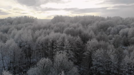 Serene-winter-scene,-morning-forest,-trees-in-frost,-aerial-view
