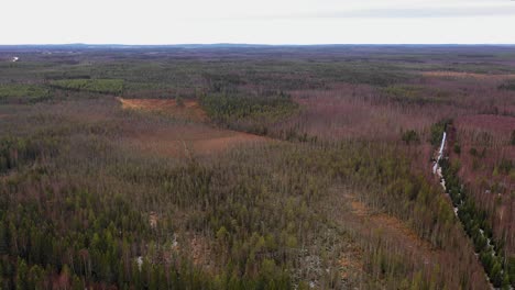 Aerial-view-of-big-forest