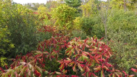 Die-Drohnenaufnahme-Des-Waldes-Zeigt-Farbenfrohes-Laub-Im-Herbst-In-Montreal,-Québec,-Kanada