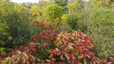 drone shot of the forest shows foliage full of color in fall in montréal, québec, canada