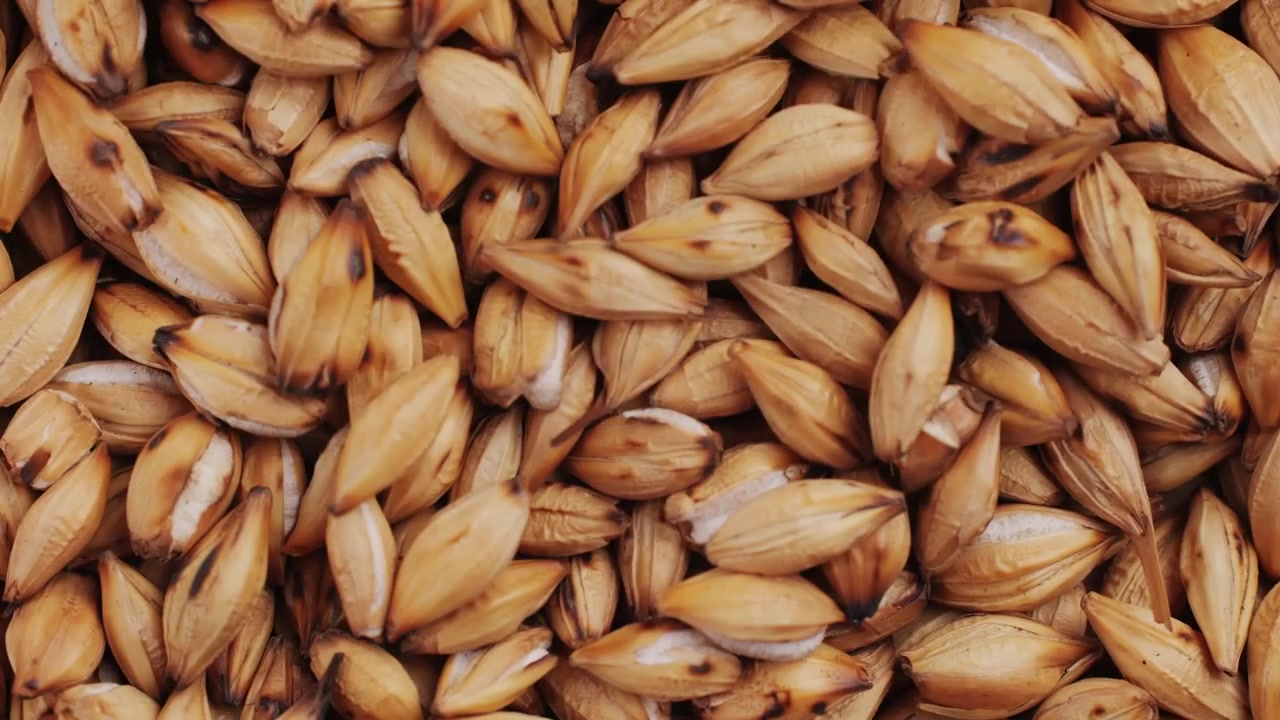Chicchi d'orzo maltato dorati che si riversano