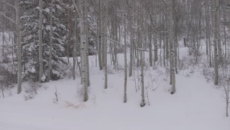 Schneit-Verschneiter-Winter-Espenwald-Schneemassen-Pitkin-County-Wildnis-Luftdrohne-Rocky-Mountains-Colorado-Basalt-Carbondale-Sopris-Maroon-Bells-Ashcroft-Independence-Pass-Kreis-Rechtsbewegung