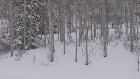 nieve invierno nevado bosque de aspen masa de nieve desierto del condado de pitkin avión no tripulado rocosas montañas de colorado basalto carbondale sopris marrón campanas ashcroft independencia paso círculo movimiento derecho