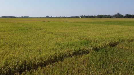 A-low-level-aerial-flight-over-the-beautiful-rice-paddies-ready-for-harvest