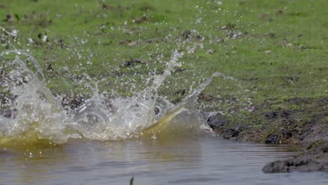 a very large caiman with its catch of the day in its mouth jumps into the water in slow motion