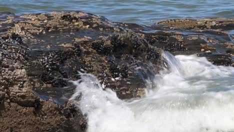 small waves covering a mussel covered rock near the shore